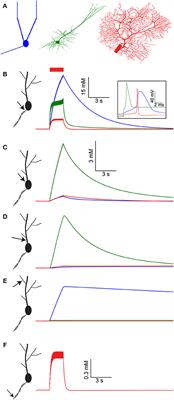 The Slow Dynamics of Intracellular Sodium Concentration Increase the Time Window of Neuronal Integration: A Simulation Study